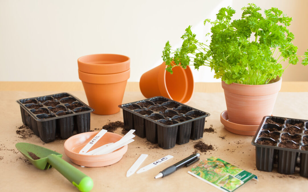 Qu’est ce qu’une grainothèque ?